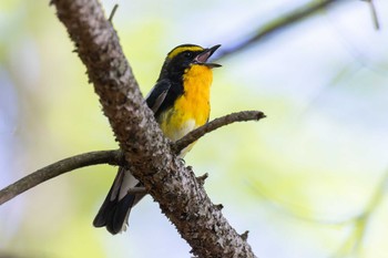 Narcissus Flycatcher Saitama Prefecture Forest Park Sat, 5/4/2024