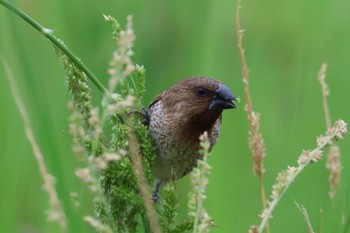 Scaly-breasted Munia 大山田イモ畑 Wed, 5/1/2024