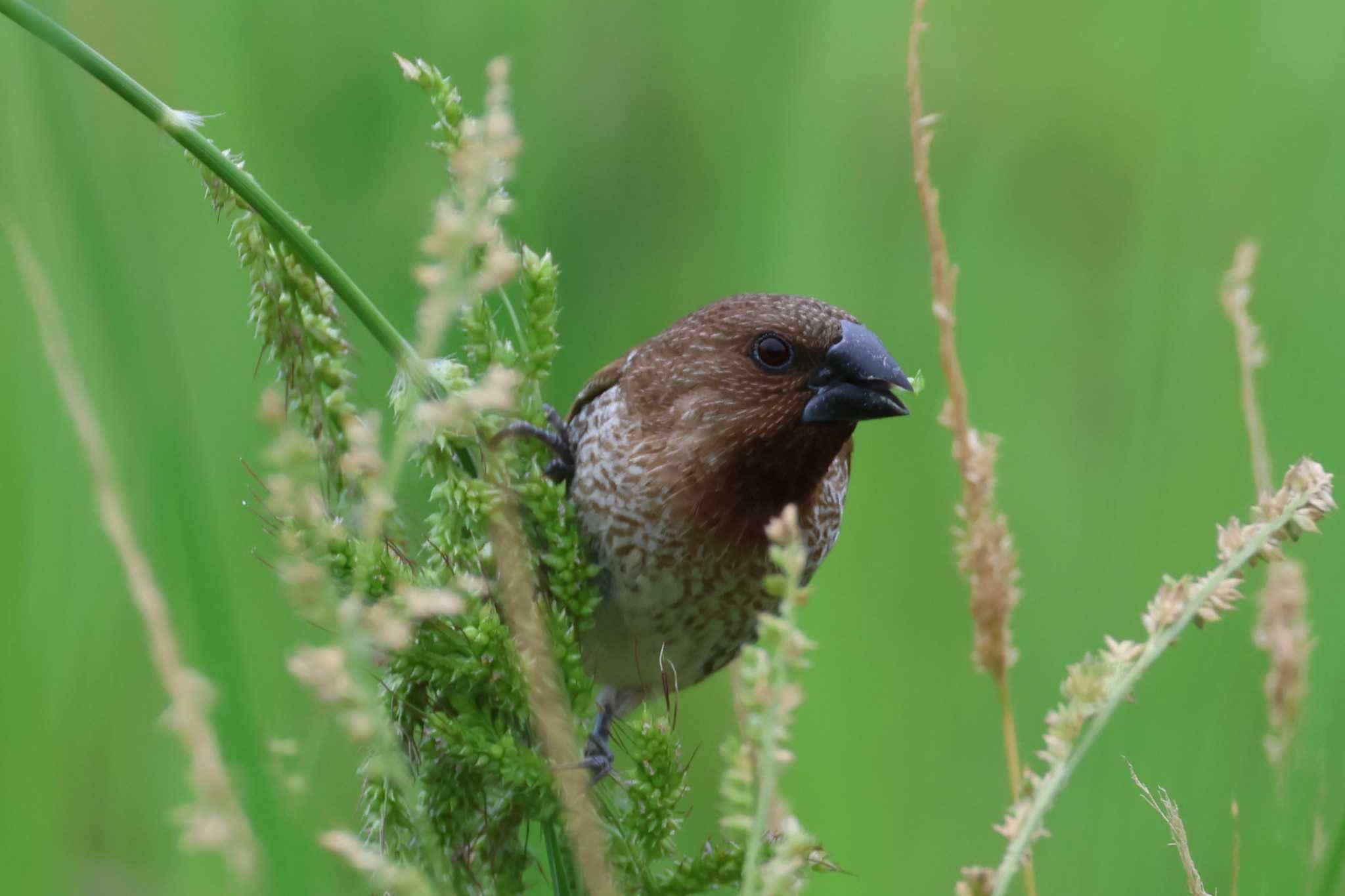 Photo of Scaly-breasted Munia at 大山田イモ畑 by ぼぼぼ