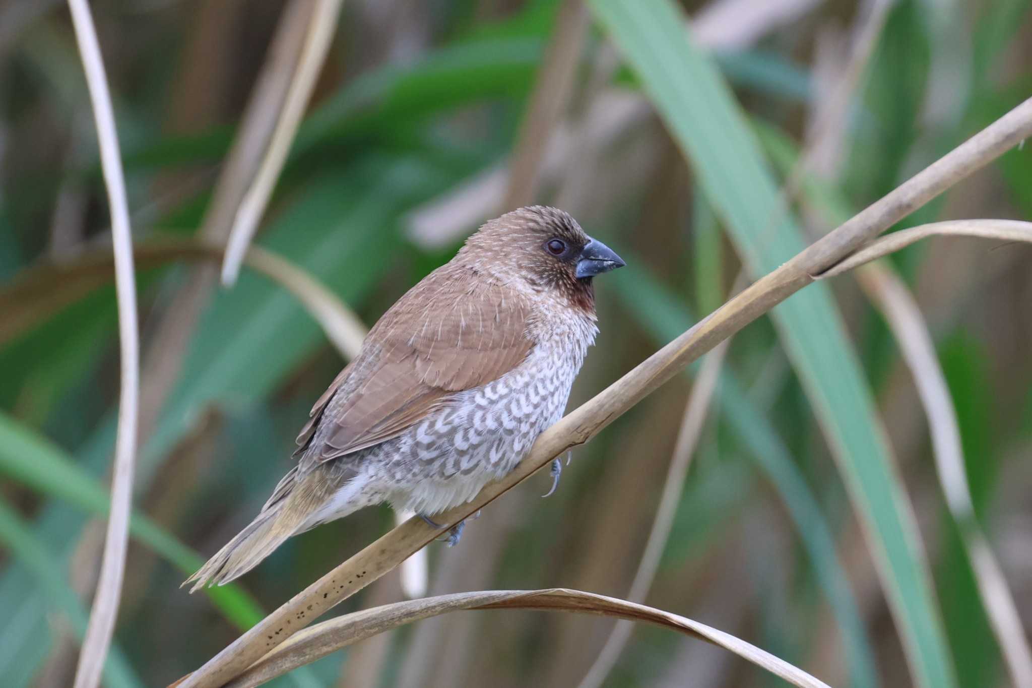 Photo of Scaly-breasted Munia at 大山田イモ畑 by ぼぼぼ