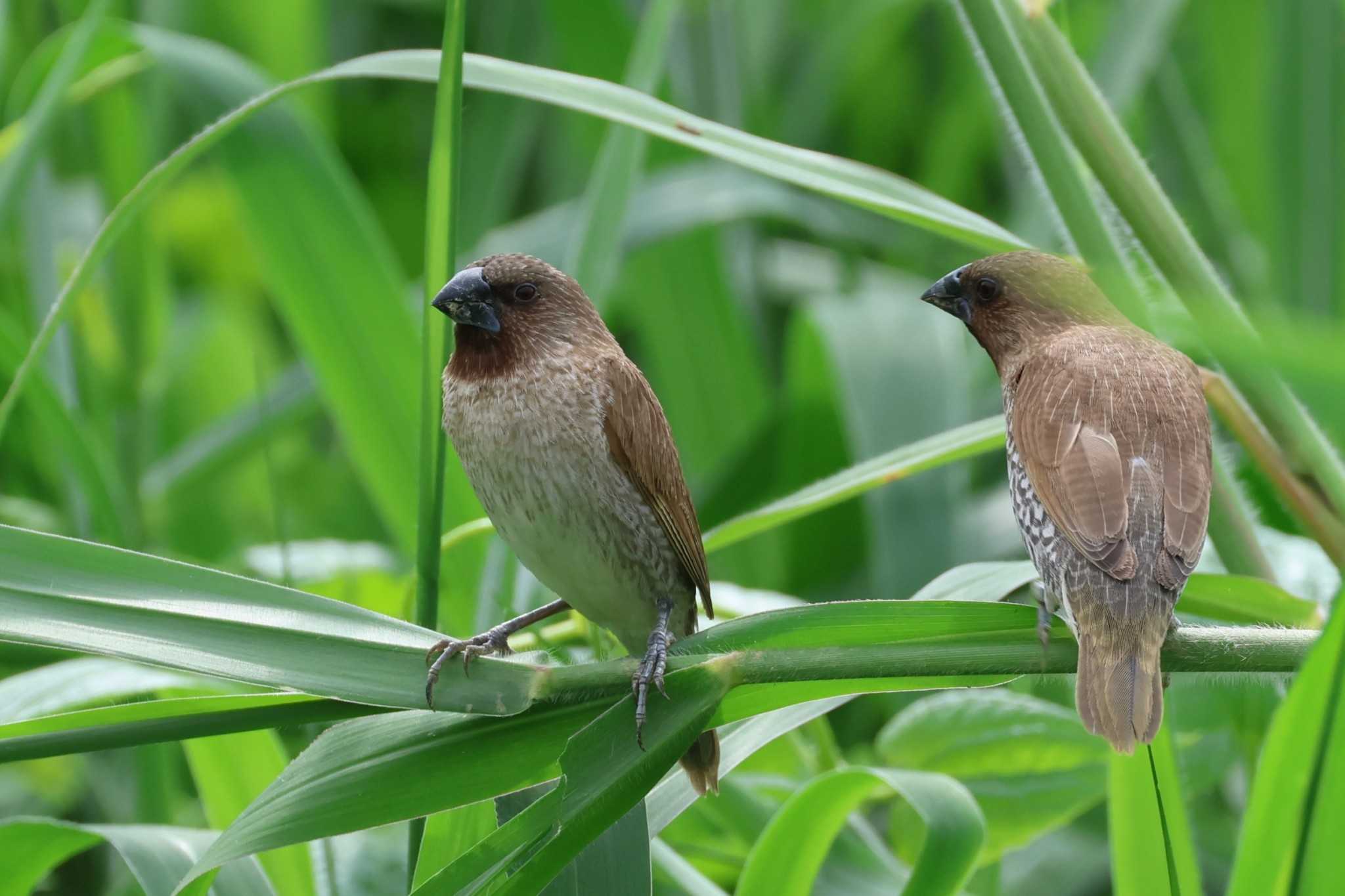 Photo of Scaly-breasted Munia at 大山田イモ畑 by ぼぼぼ