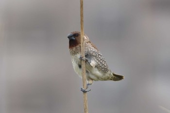 Scaly-breasted Munia 大山田イモ畑 Wed, 5/1/2024