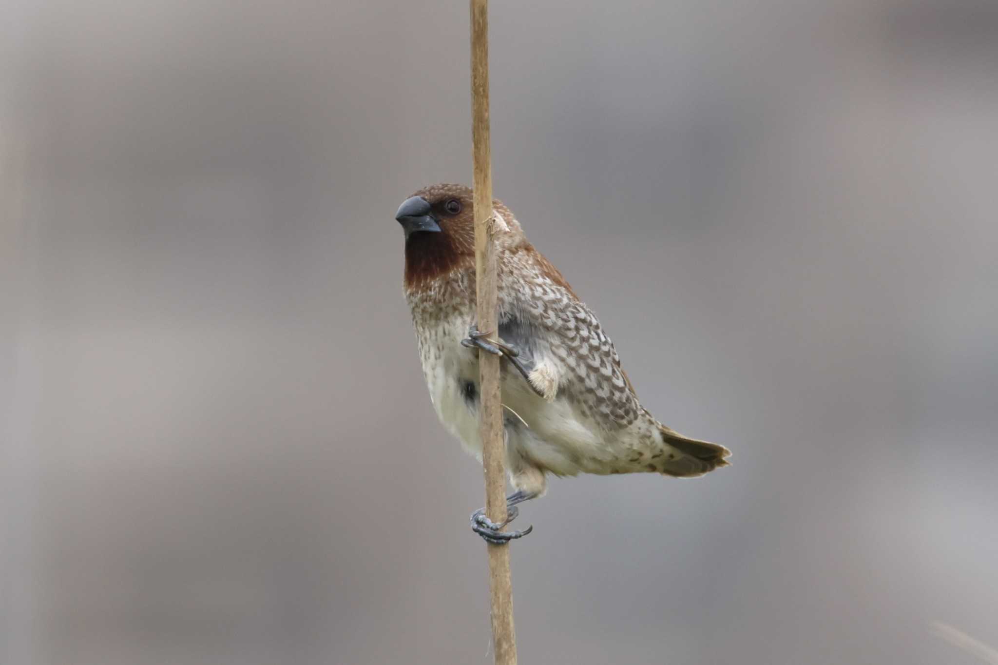 Photo of Scaly-breasted Munia at 大山田イモ畑 by ぼぼぼ