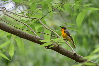 2024年5月6日(月) 大阪府の野鳥観察記録