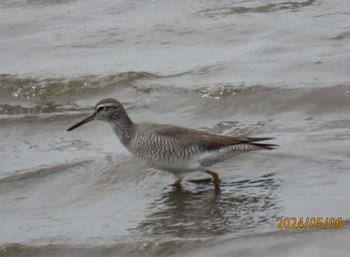 Grey-tailed Tattler Kasai Rinkai Park Mon, 5/6/2024