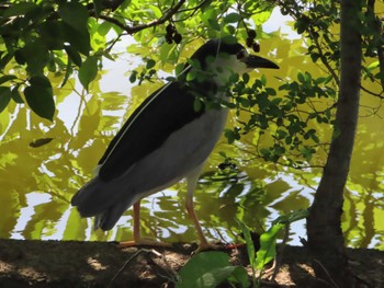 2024年5月5日(日) 水元公園の野鳥観察記録