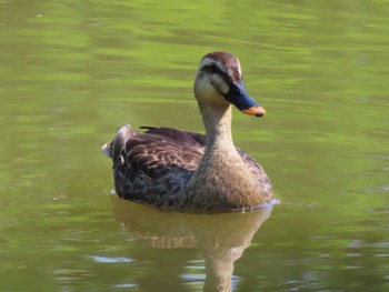 Eastern Spot-billed Duck Mizumoto Park Sun, 5/5/2024