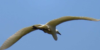 Great Egret Mizumoto Park Sun, 5/5/2024