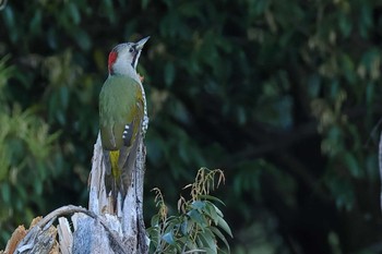 Japanese Green Woodpecker 愛知県 Fri, 5/3/2024