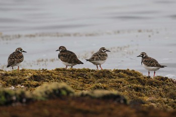 キョウジョシギ 北海道　函館市　志海苔海岸 2024年5月6日(月)