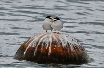 Little Tern 祖父江ワイルドネイチャー緑地 Mon, 5/6/2024