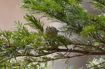 Goldcrest Asahiyama Memorial Park Fri, 4/12/2024