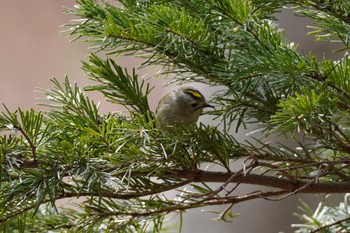 Goldcrest Asahiyama Memorial Park Fri, 4/12/2024