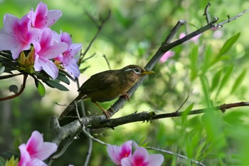 ガビチョウ 秋ヶ瀬公園 2024年5月3日(金)