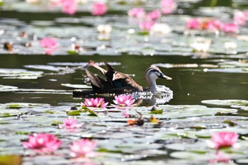 Eastern Spot-billed Duck 見沼自然公園 Fri, 5/3/2024