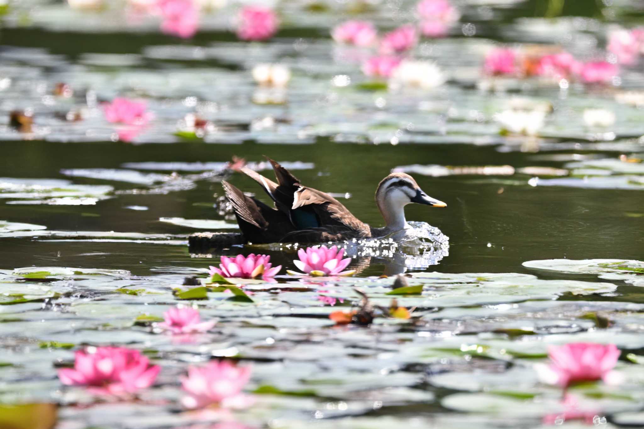 見沼自然公園 カルガモの写真 by Yokai