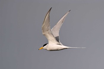 Little Tern Isanuma Mon, 5/6/2024