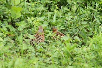 コジュケイ 小宮公園(八王子) 2024年5月6日(月)