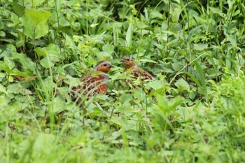Mon, 5/6/2024 Birding report at Komiya Park