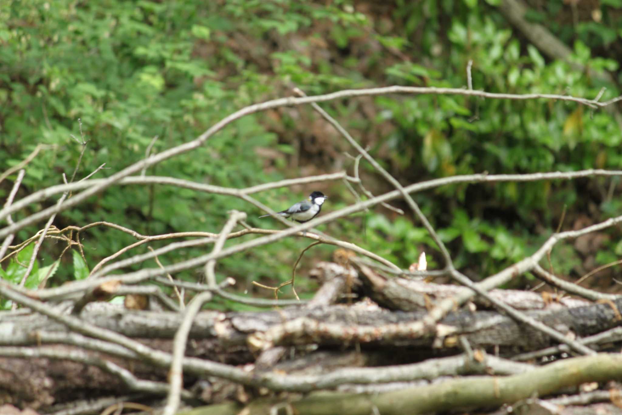 Japanese Tit