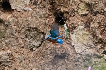 Mon, 5/6/2024 Birding report at ギャザリアビオガーデン　フジクラ木場千年の森