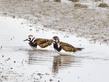 Mon, 5/6/2024 Birding report at Inashiki