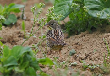 Masked Bunting Tobishima Island Mon, 4/29/2024