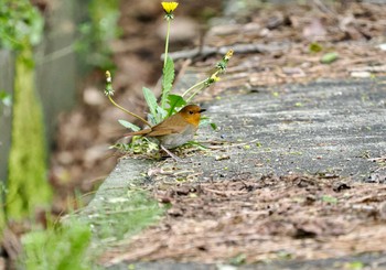 Japanese Robin Tobishima Island Mon, 4/29/2024