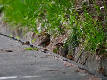 Brown-headed Thrush Tobishima Island Mon, 4/29/2024