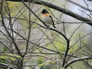 Brambling Tobishima Island Mon, 4/29/2024