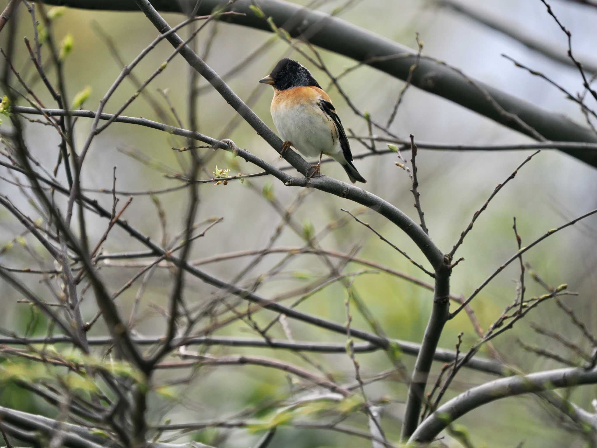 Photo of Brambling at Tobishima Island by okamooo