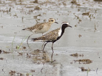 Pacific Golden Plover Inashiki Mon, 5/6/2024