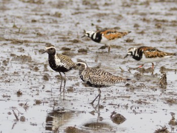 Pacific Golden Plover Inashiki Mon, 5/6/2024