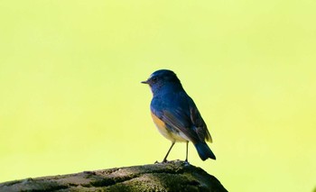 Red-flanked Bluetail Tobishima Island Mon, 4/29/2024