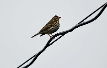 Olive-backed Pipit Tobishima Island Mon, 4/29/2024