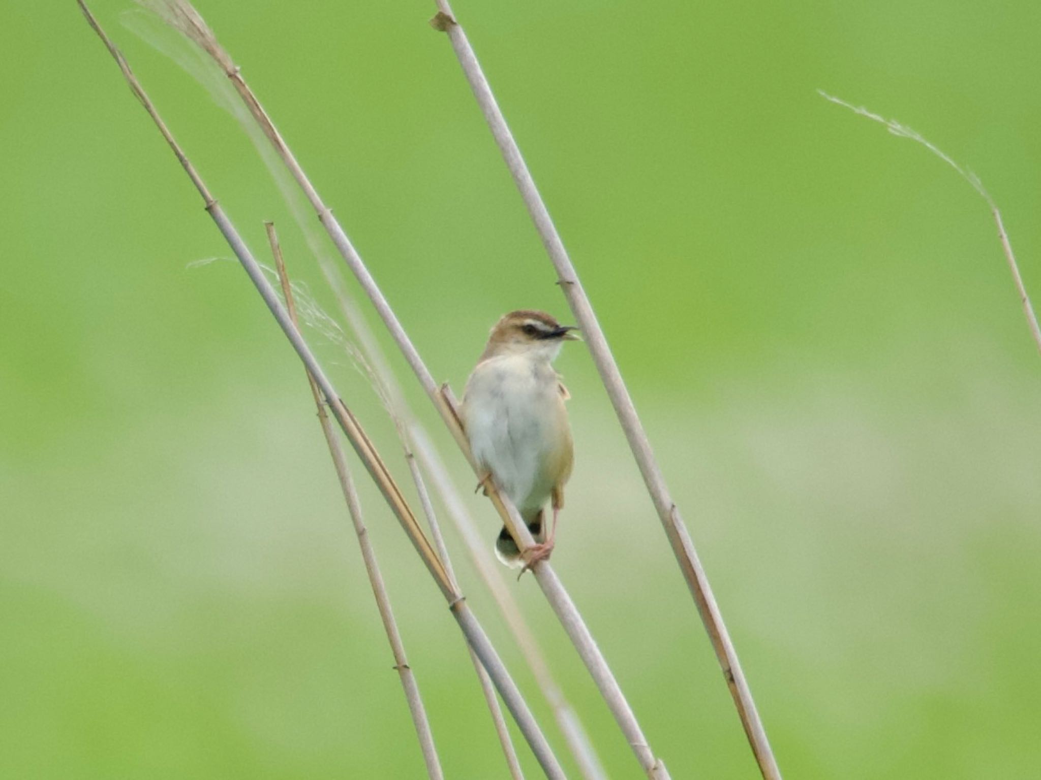 Zitting Cisticola