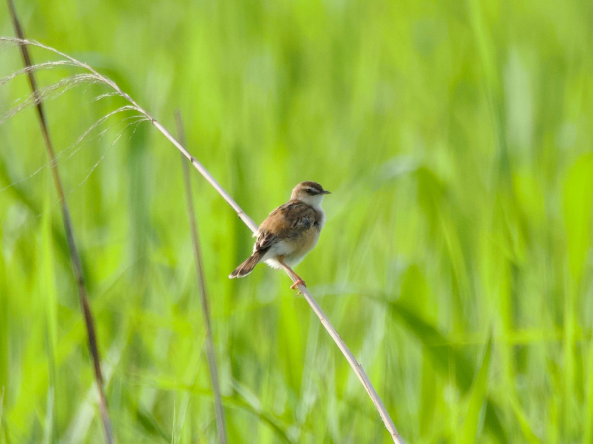 Zitting Cisticola