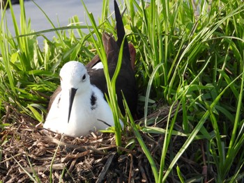 Black-winged Stilt 木更津市 Sun, 5/5/2024