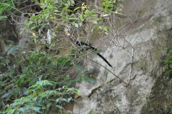 Black Paradise Flycatcher 千葉県 Sun, 5/5/2024