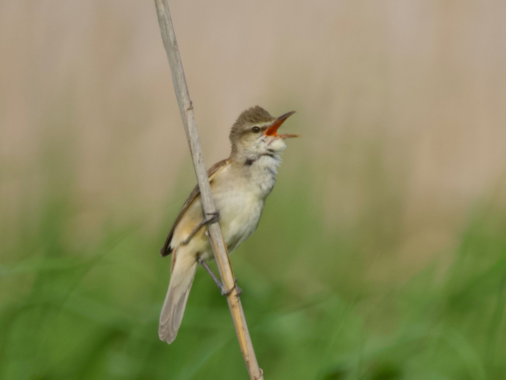 Oriental Reed Warbler