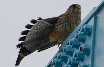 チョウゲンボウ 淀川河川公園 2024年5月6日(月)