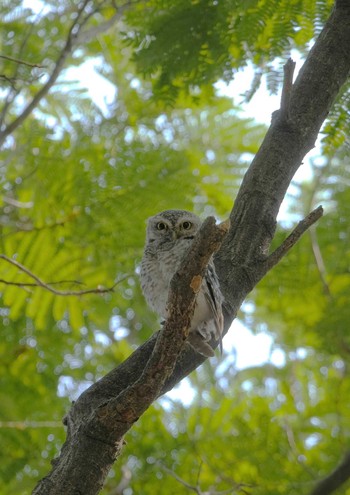 Spotted Owlet Wachirabenchathat Park(Suan Rot Fai) Fri, 5/3/2024