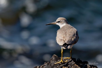 Grey-tailed Tattler 日の出三番瀬沿い緑道 Sun, 5/5/2024