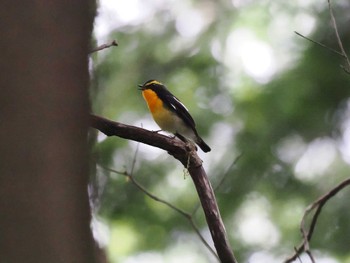 Narcissus Flycatcher Unknown Spots Mon, 5/6/2024