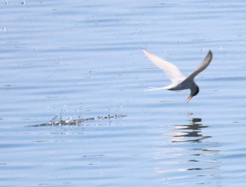 Little Tern 安倍川河口 Sun, 5/5/2024