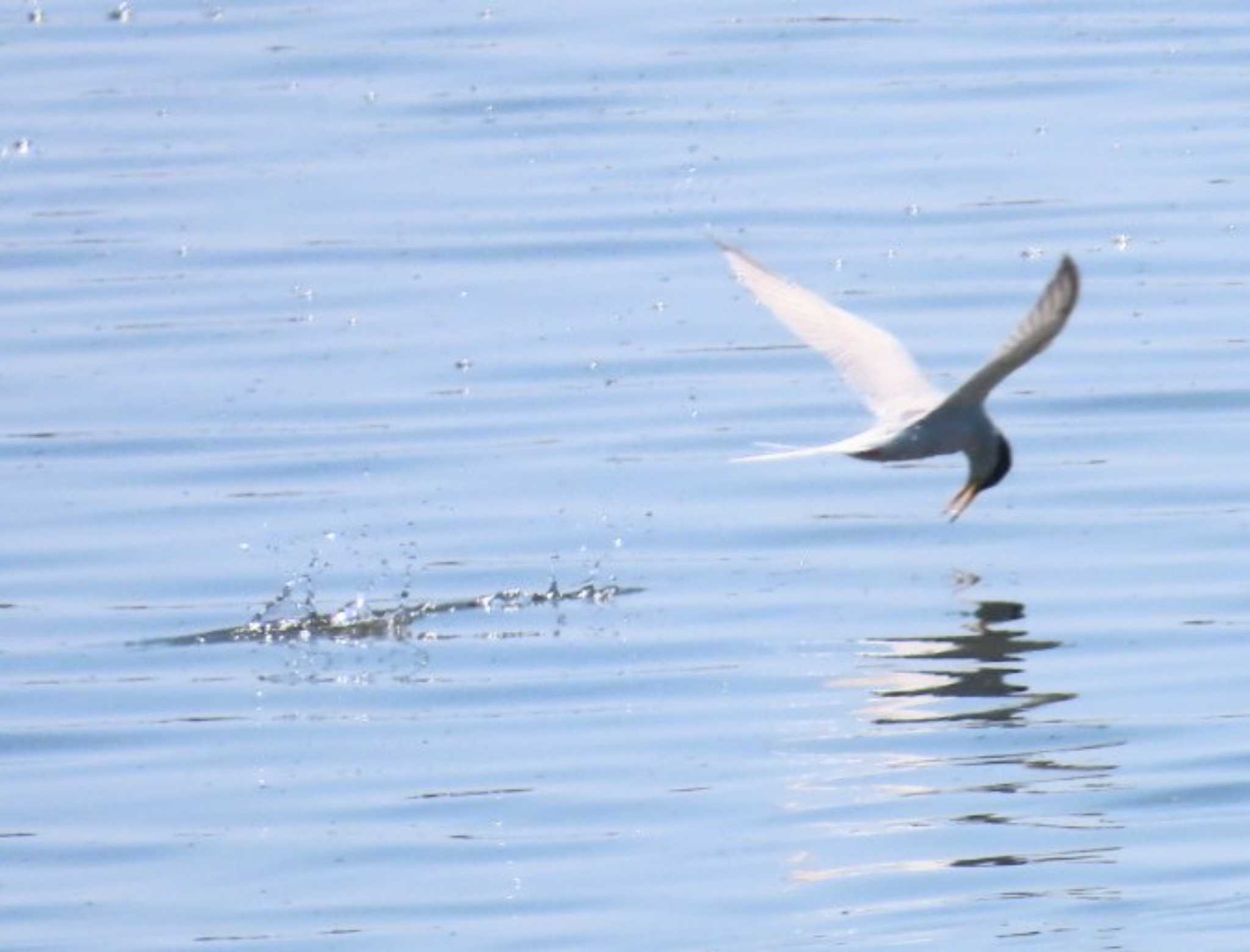 Photo of Little Tern at 安倍川河口 by 生き物好きのY