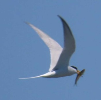 Little Tern 安倍川河口 Sun, 5/5/2024