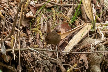 2024年5月6日(月) 八溝山の野鳥観察記録