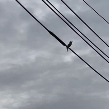 Oriental Reed Warbler 自宅近くの河原 Mon, 5/6/2024