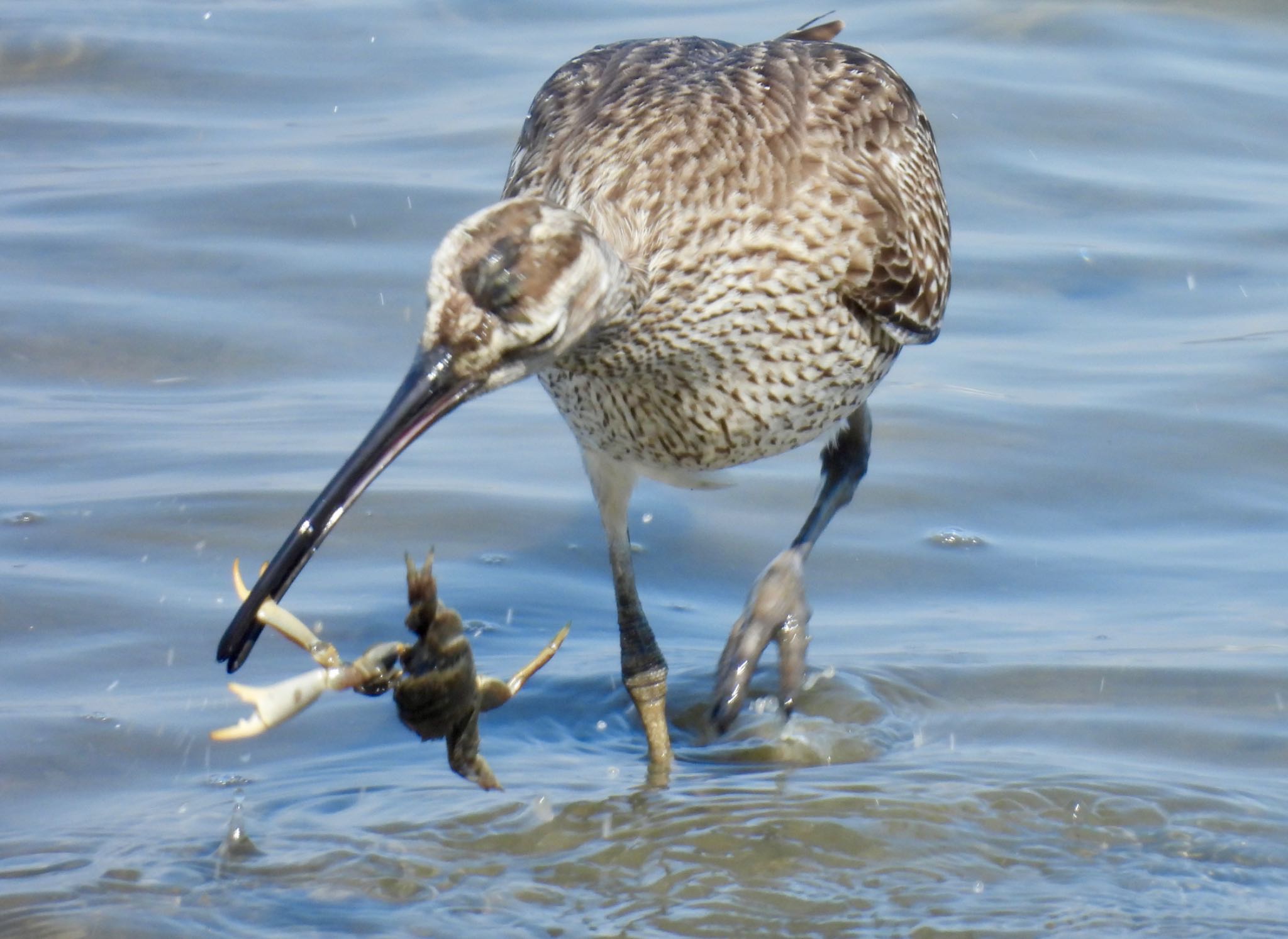 Eurasian Whimbrel